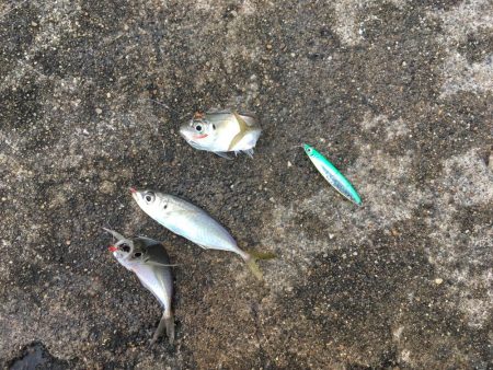 ジグサビキでアジとサバ